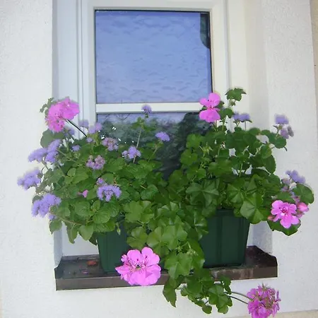 Steger Apartament *