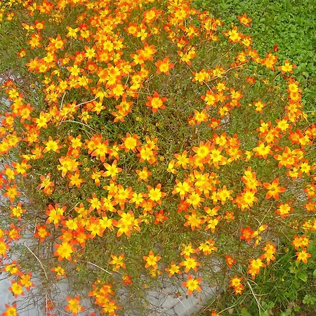 Steger Bodensdorf